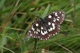 5941 (6528)_Dambordje - Rishnak N.P. (Kroatia)